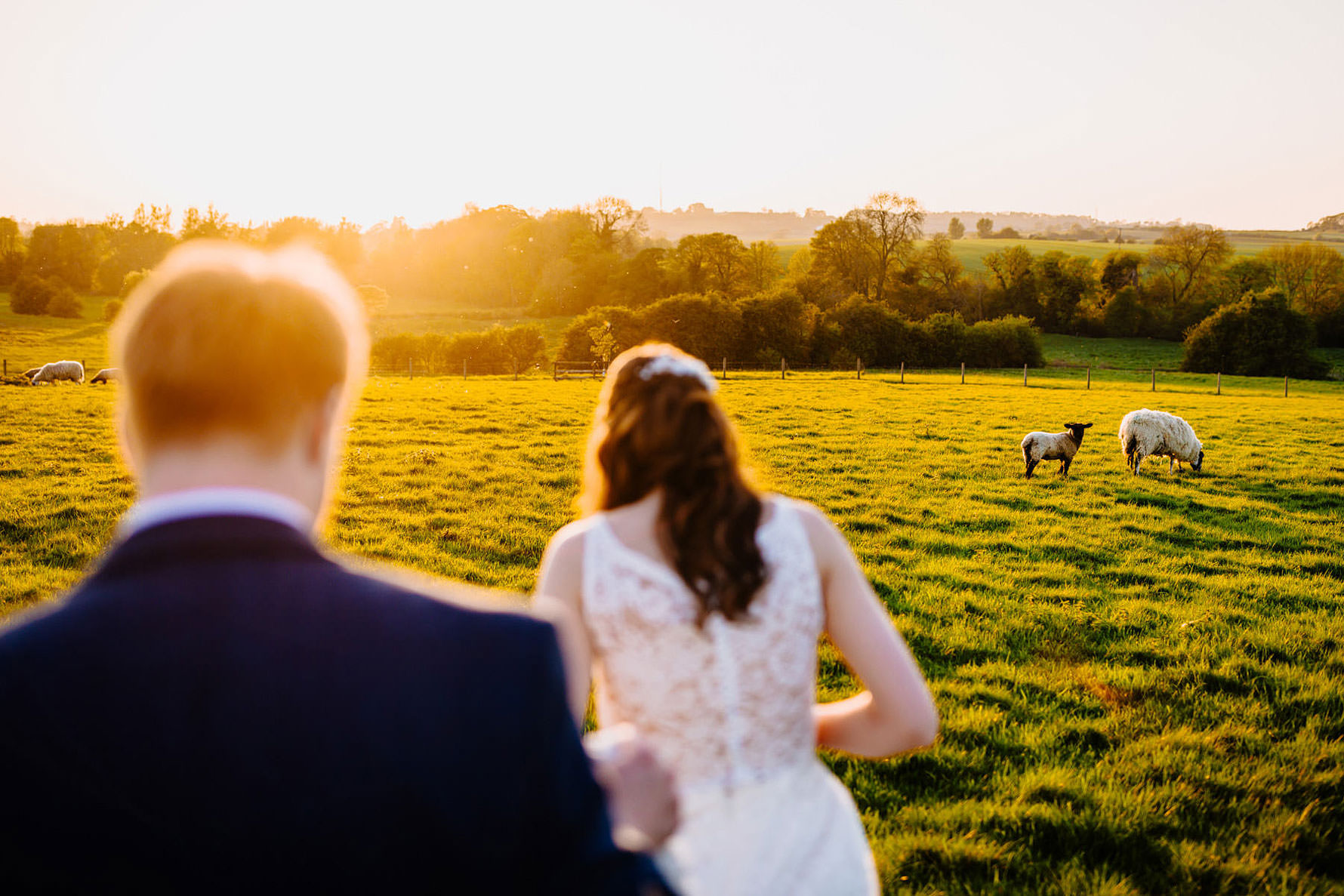 sheep in a field